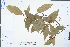  ( - Ge04431)  @11 [ ] CreativeCommons  Attribution Non-Commercial Share-Alike  Unspecified Herbarium of South China Botanical Garden