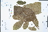  ( - Ge04435)  @11 [ ] CreativeCommons  Attribution Non-Commercial Share-Alike  Unspecified Herbarium of South China Botanical Garden