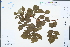  ( - Ge04446)  @11 [ ] CreativeCommons  Attribution Non-Commercial Share-Alike  Unspecified Herbarium of South China Botanical Garden
