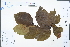  ( - Ge04453)  @11 [ ] CreativeCommons  Attribution Non-Commercial Share-Alike  Unspecified Herbarium of South China Botanical Garden