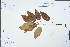  ( - Ge04461)  @11 [ ] CreativeCommons  Attribution Non-Commercial Share-Alike  Unspecified Herbarium of South China Botanical Garden