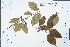  ( - Ge04465)  @11 [ ] CreativeCommons  Attribution Non-Commercial Share-Alike  Unspecified Herbarium of South China Botanical Garden