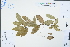  ( - Ge04472)  @11 [ ] CreativeCommons  Attribution Non-Commercial Share-Alike  Unspecified Herbarium of South China Botanical Garden