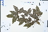  ( - Ge04482)  @11 [ ] CreativeCommons  Attribution Non-Commercial Share-Alike  Unspecified Herbarium of South China Botanical Garden