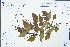  (Hylodesmum podocarpum subsp. oxyphyllum - Ge04622)  @11 [ ] CreativeCommons  Attribution Non-Commercial Share-Alike  Unspecified Herbarium of South China Botanical Garden