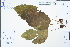  ( - Ge04488)  @11 [ ] CreativeCommons  Attribution Non-Commercial Share-Alike  Unspecified Herbarium of South China Botanical Garden