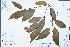  ( - Ge04494)  @11 [ ] CreativeCommons  Attribution Non-Commercial Share-Alike  Unspecified Herbarium of South China Botanical Garden