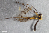  ( - ZFMK-TIS-2503042)  @11 [ ] CreativeCommons - Attribution Non-Commercial Share-Alike (2014) Unspecified Zoologisches Forschungsmuseum Alexander Koenig