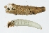  (Ceraclea excisa - BIOUG00927-H02)  @14 [ ] CreativeCommons - Attribution  CBG Photography Group Centre for Biodiversity Genomics