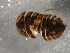  ( - Cbref-172)  @12 [ ] CreativeCommons - Attribution (2009) Unspecified Centre for Biodiversity Genomics