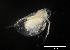  (Daphnia dubia - CH847-B04)  @11 [ ] CreativeCommons  Attribution Non-Commercial Share-Alike (2015) Martha Valdez-Moreno El Colegio de la Frontera Sur
