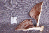 (Polyporus ianthinus - RLC65)  @11 [ ] CreativeCommons - Attribution Non-Commercial Share-Alike (2010) Unspecified Royal Ontario Museum