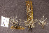  ( - TBS1)  @11 [ ] CreativeCommons - Attribution Non-Commercial Share-Alike (2010) Unspecified Royal Ontario Museum