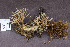  ( - TBS23b)  @11 [ ] CreativeCommons - Attribution Non-Commercial Share-Alike (2010) Unspecified Royal Ontario Museum