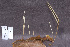  ( - TBS24)  @11 [ ] CreativeCommons - Attribution Non-Commercial Share-Alike (2010) Unspecified Royal Ontario Museum
