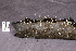 ( - TBS26)  @11 [ ] CreativeCommons - Attribution Non-Commercial Share-Alike (2010) Unspecified Royal Ontario Museum