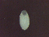  ( - Diplo.sp.LH_Nm12_LSF2.Specimen1_112-69.1)  @12 [ ] Unspecified (default): All Rights Reserved  Unspecified Unspecified