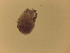  ( - Diplo.sp.LH_Nm2_IDO.Specimen20_NEMEIDO20)  @12 [ ] Unspecified (default): All Rights Reserved  Unspecified Unspecified