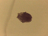  ( - Diplo.sp.RH_Nm2_IDO.Specimen1_NEMEIDO22)  @12 [ ] Unspecified (default): All Rights Reserved  Unspecified Unspecified