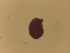  ( - Diplo.sp.RH_Nm2_IDO.Specimen4_NEMEIDO25)  @12 [ ] Unspecified (default): All Rights Reserved  Unspecified Unspecified