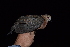  (Columba larvata - DH09477)  @11 [ ] CreativeCommons - Attribution Share-Alike (2020) Jake M. Mulvaney Stellenbosch University