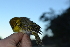  ( - N05777)  @11 [ ] CreativeCommons - Attribution Share-Alike (2020) Jake M. Mulvaney Stellenbosch University