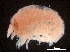  ( - CHARS00109-E01)  @11 [ ] CreativeCommons - Attribution (2018) CBG Photography Group Centre for Biodiversity Genomics