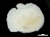  ( - CHARS00107-E04)  @11 [ ] CreativeCommons - Attribution (2018) CBG Photography Group Centre for Biodiversity Genomics