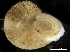  (Margaritesidae - CHARS00107-F06)  @11 [ ] CreativeCommons - Attribution (2018) CBG Photography Group Centre for Biodiversity Genomics