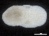  ( - CHARS00107-H06)  @11 [ ] CreativeCommons - Attribution (2018) CBG Photography Group Centre for Biodiversity Genomics