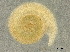  ( - CHARS00107-H07)  @11 [ ] CreativeCommons - Attribution (2018) CBG Photography Group Centre for Biodiversity Genomics