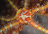  ( - CCDB-25432 C09)  @11 [ ] CreativeCommons - Attribution Non-Commercial Share-Alike (2018) Peter J. Bryant University of California, Irvine