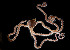  ( - CCDB-31778 A06)  @11 [ ] CreativeCommons - Attribution Non-Commercial Share-Alike (2018) Peter J. Bryant University of California, Irvine