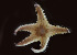  (Astropecten californicus - CCDB-31778 B02)  @11 [ ] CreativeCommons - Attribution Non-Commercial Share-Alike (2018) Peter J. Bryant University of California, Irvine