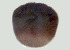  ( - CCDB-31778 C02)  @11 [ ] CreativeCommons - Attribution Non-Commercial Share-Alike (2018) Peter J. Bryant University of California, Irvine