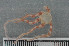  ( - ECHNO_69021)  @13 [ ] CreativeCommons - Attribution Non-Commercial Share-Alike (2015) NTNU University Museum, Department of Natural History NTNU University Museum, Department of Natural History