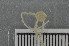  ( - ECHNO_69023)  @12 [ ] CreativeCommons - Attribution Non-Commercial Share-Alike (2015) NTNU University Museum, Department of Natural History NTNU University Museum, Department of Natural History