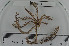  ( - ECHNO_69028)  @12 [ ] CreativeCommons - Attribution Non-Commercial Share-Alike (2015) NTNU University Museum, Department of Natural History NTNU University Museum, Department of Natural History