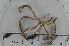  ( - ECHNO_69028)  @12 [ ] CreativeCommons - Attribution Non-Commercial Share-Alike (2015) NTNU University Museum, Department of Natural History NTNU University Museum, Department of Natural History