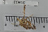  ( - ECHNO_69043)  @12 [ ] CreativeCommons - Attribution Non-Commercial Share-Alike (2015) NTNU University Museum, Department of Natural History NTNU University Museum, Department of Natural History