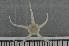  ( - ECHNO_69089)  @13 [ ] CreativeCommons - Attribution Non-Commercial Share-Alike (2015) NTNU University Museum, Department of Natural History NTNU University Museum, Department of Natural History