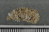  ( - ECHNO_69096)  @11 [ ] CreativeCommons - Attribution Non-Commercial Share-Alike (2015) NTNU University Museum, Department of Natural History NTNU University Museum, Department of Natural History