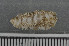  ( - ECHNO_69096)  @11 [ ] CreativeCommons - Attribution Non-Commercial Share-Alike (2015) NTNU University Museum, Department of Natural History NTNU University Museum, Department of Natural History