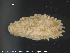  ( - ECHNO_69097)  @11 [ ] CreativeCommons - Attribution Non-Commercial Share-Alike (2015) NTNU University Museum, Department of Natural History NTNU University Museum, Department of Natural History