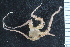  ( - NTNU_72502A)  @11 [ ] CreativeCommons - Attribution Non-Commercial Share-Alike (2019) University of Bergen Natural History Collections