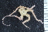  ( - NTNU_72502A)  @11 [ ] CreativeCommons - Attribution Non-Commercial Share-Alike (2019) University of Bergen Natural History Collections