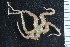  ( - NTNU_72502B)  @11 [ ] CreativeCommons - Attribution Non-Commercial Share-Alike (2019) University of Bergen Natural History Collections
