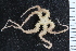  ( - NTNU_72502B)  @11 [ ] CreativeCommons - Attribution Non-Commercial Share-Alike (2019) University of Bergen Natural History Collections