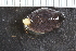  ( - Sletvik2016_113)  @11 [ ] CreativeCommons - Attribution Non-Commercial Share-Alike (2016) University of Bergen Natural History Collections