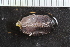  ( - Sletvik2016_113)  @11 [ ] CreativeCommons - Attribution Non-Commercial Share-Alike (2016) University of Bergen Natural History Collections